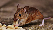24 Hour & Emergency Exterminators in Lake Sherwood, CA